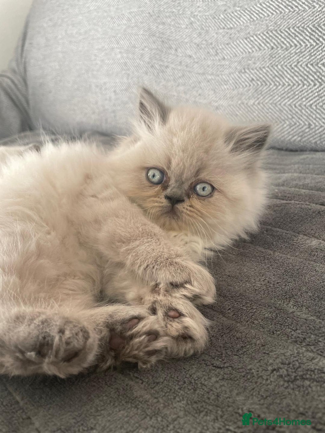 Persian cats for sale: Colourpoint blue/blue lynx  - Image 4