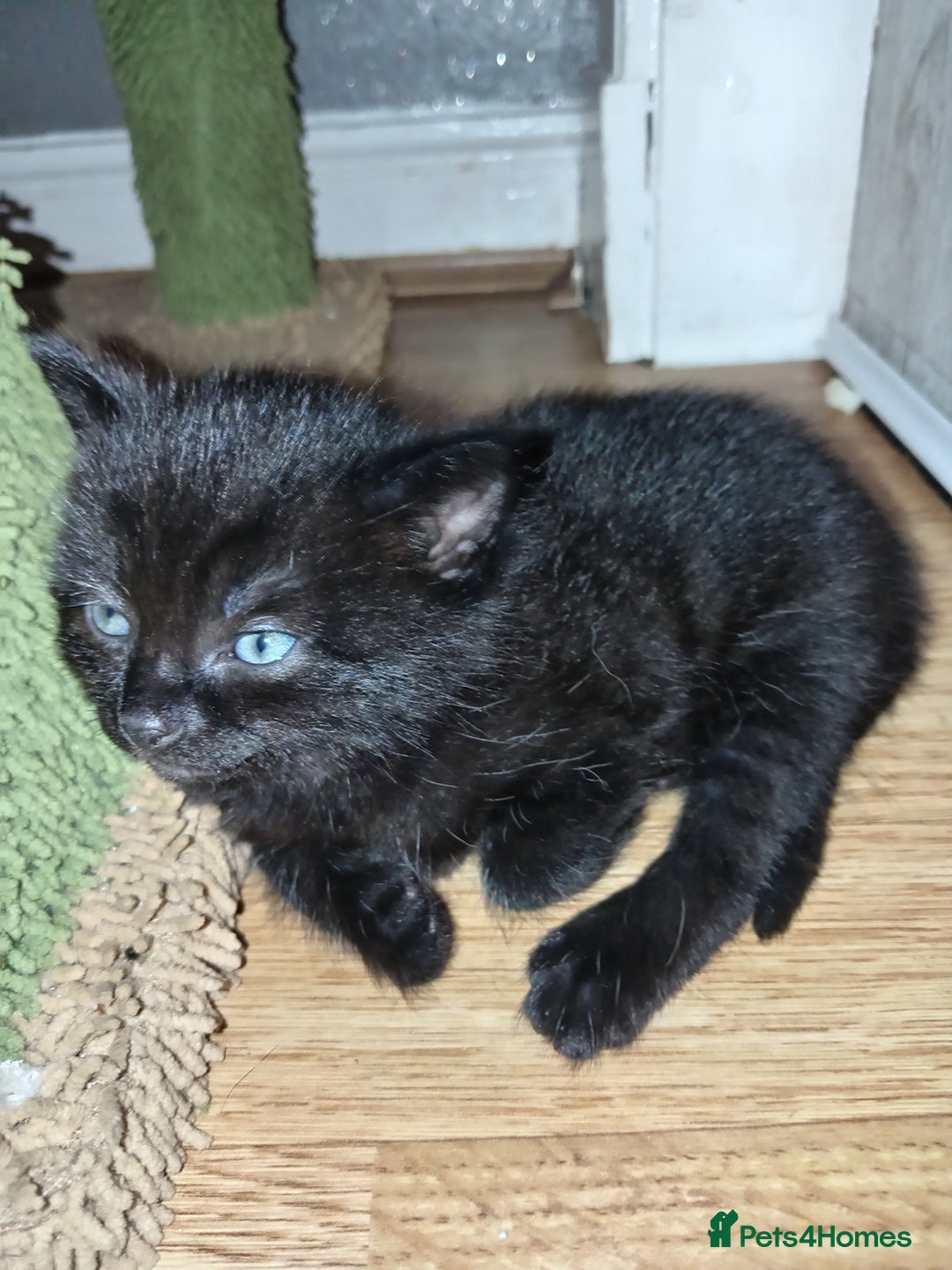 Mixed Breed cats for sale: Short hair white kitten for sale she is beautiful  - Advert 12