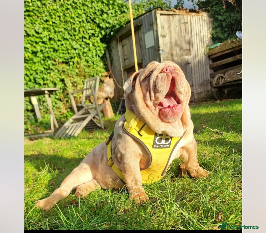 English Bulldog dogs for sale: Beautiful male bulldog  - Advert 2