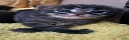 Mixed Breed cats for sale: mixed breed kittens - Advert 6