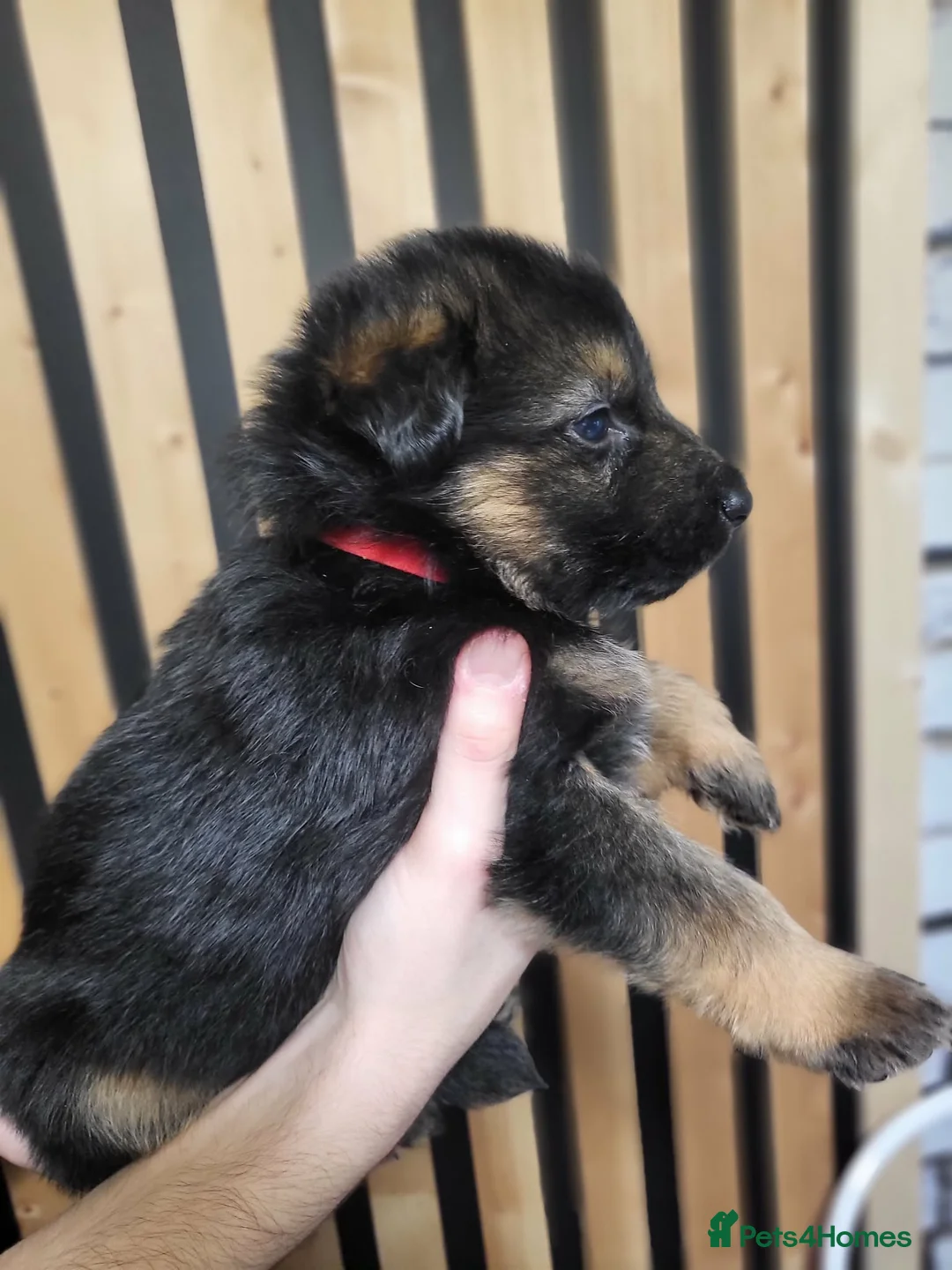 German Shepherd dogs for sale: German Shepherd/Alsatian puppies - Advert 8