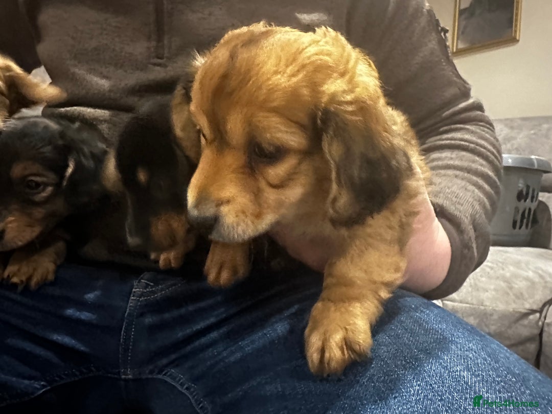 Miniature Dachshund dogs for sale: Miniature dachshund puppies  - Advert 9