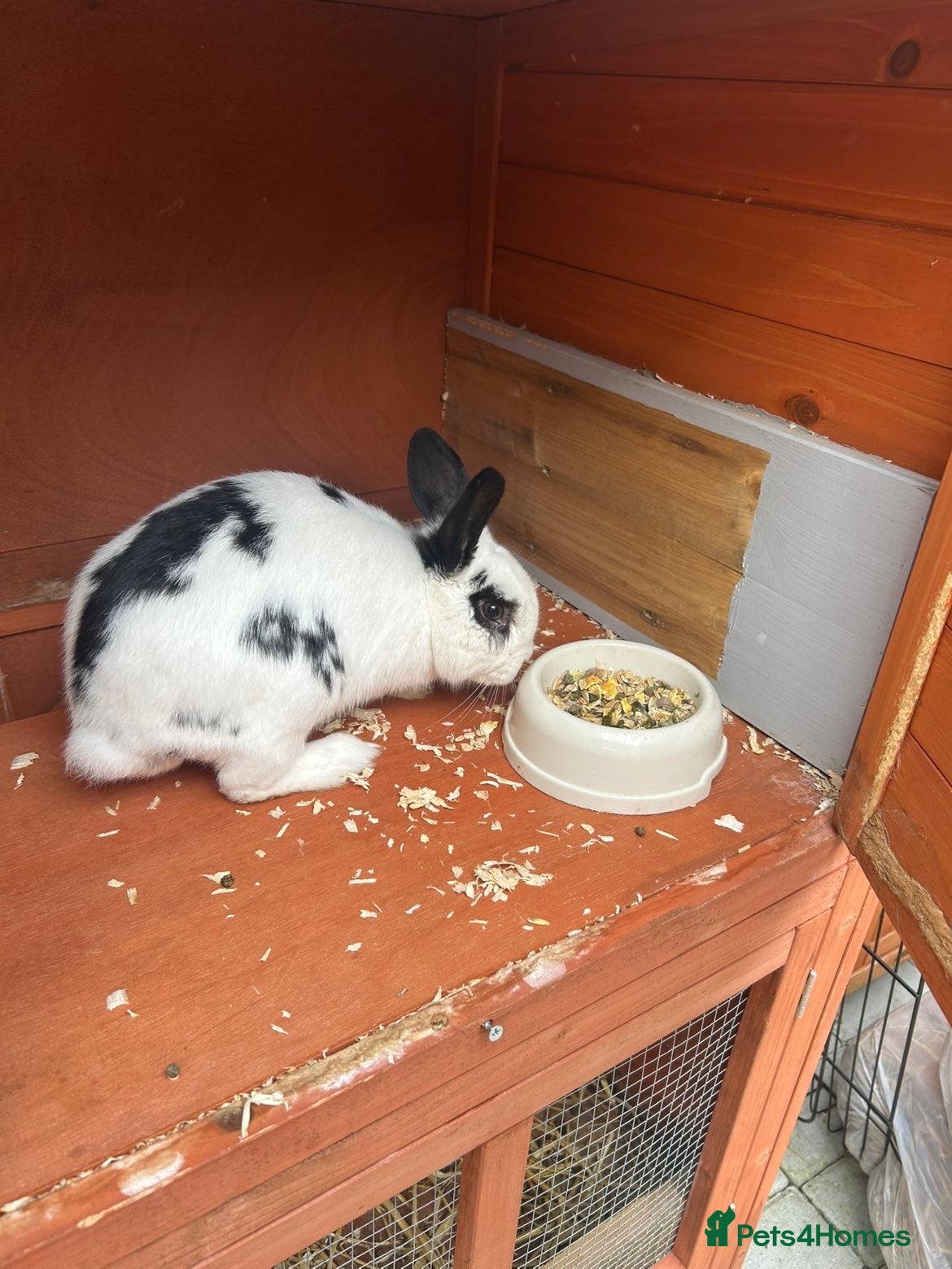 Mixed Breed rabbits Peter pan - Advert 23