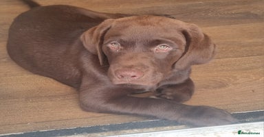 Labrador Retriever dogs in Bury Saint Edmunds - Advert 15