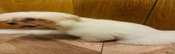 Bichon Frise dogs for sale: BEAUTIFUL puppy for sale (vacc+chip)  🐶 🐕  - Advert 3