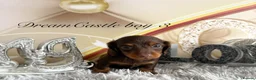 Miniature Dachshund dogs for sale: Adorable miniature datchund Kc reg boys available  - Advert 11
