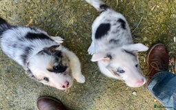 Border Collie dogs for sale: Beautiful Blue Merle collie  - Image 7