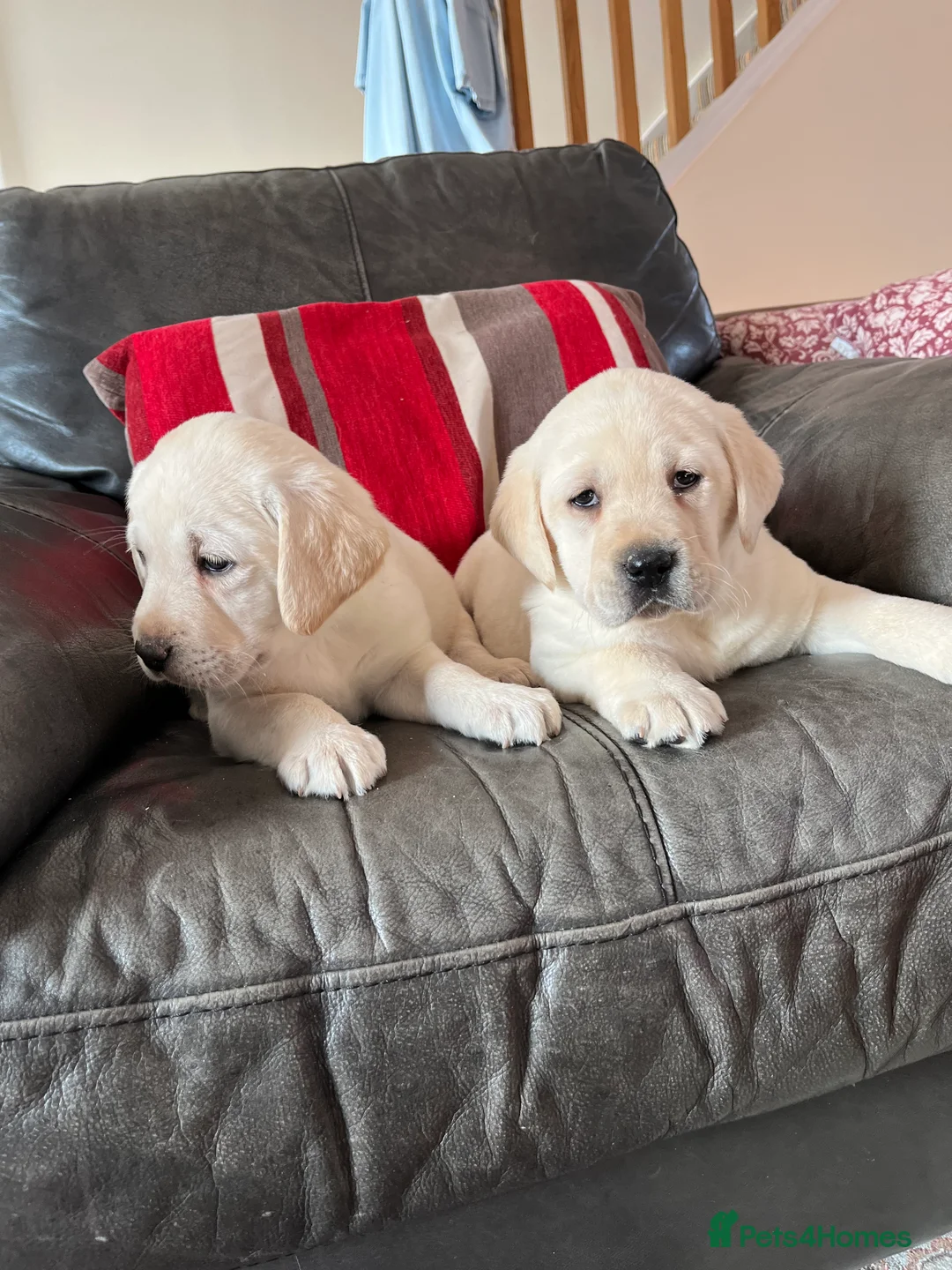 Labrador Retriever dogs for sale: Hip scored fully HEALTH TESTED 0 co-eff chunky 🐶  - Advert 7