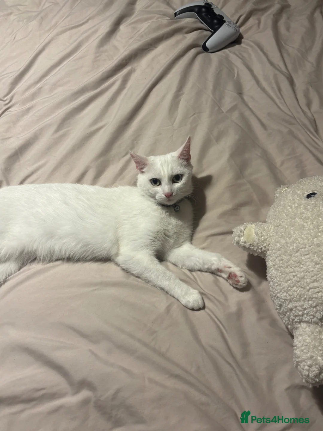 Mixed Breed cats for sale: 5 Year Old Mila - Advert 2