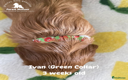 Cavalier King Charles Spaniel dogs for sale: Excessively tested Cavalier King Charles Spaniels - Image 18