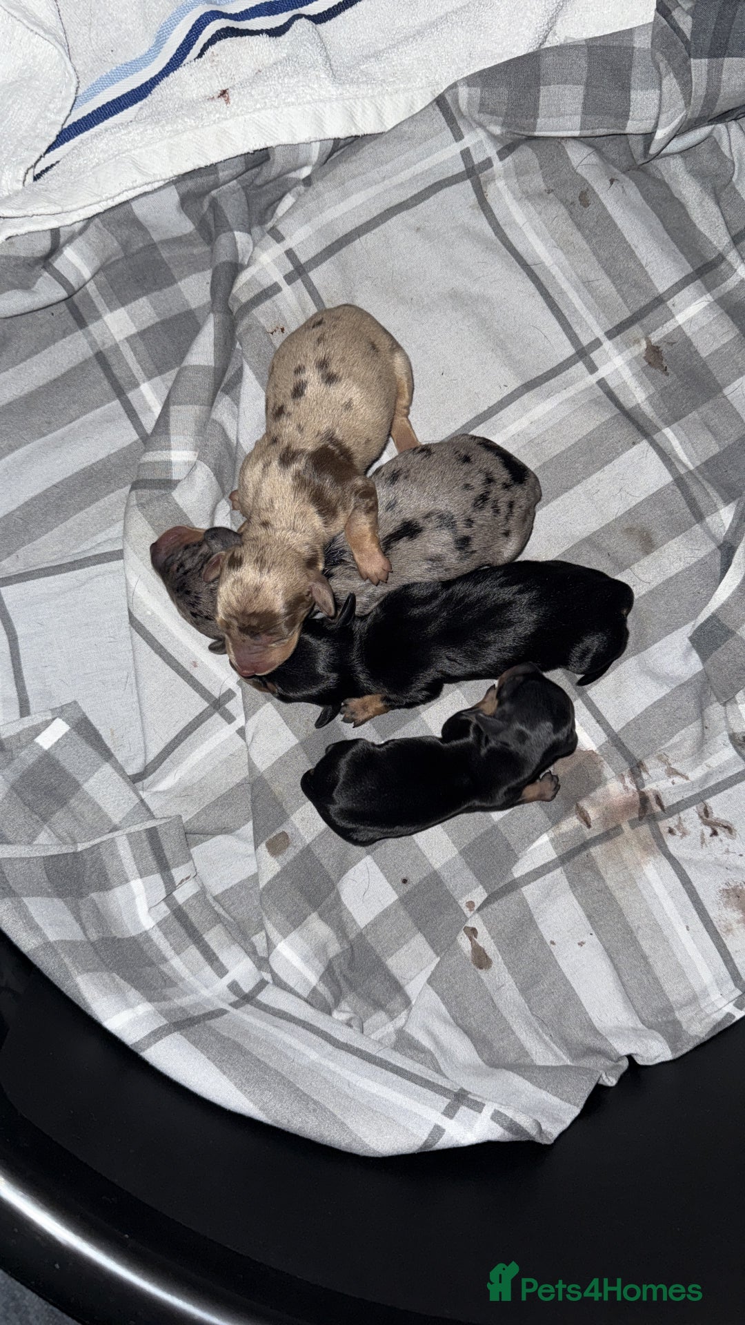 Dachshund dogs for sale: Litter of standard Dachshund  - Image 19