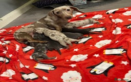 Miniature Dachshund dogs for sale: 6 Miniature dacshund puppies  - Advert 2