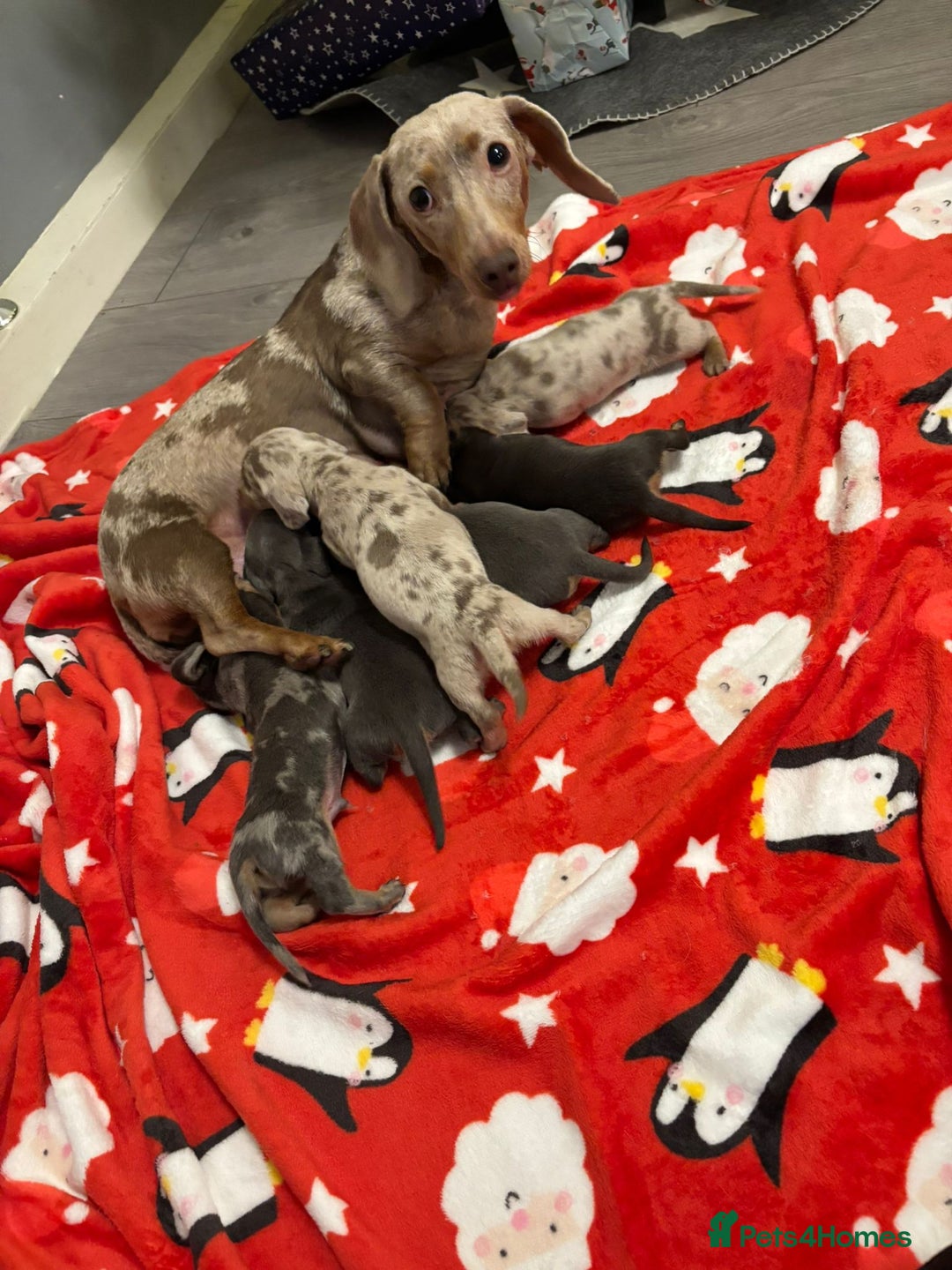 Miniature Dachshund dogs for sale: 6 Miniature dacshund puppies  - Advert 2