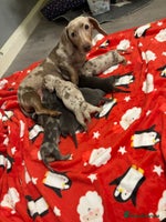 Miniature Dachshund dogs 6 Miniature dacshund puppies - Advert 2