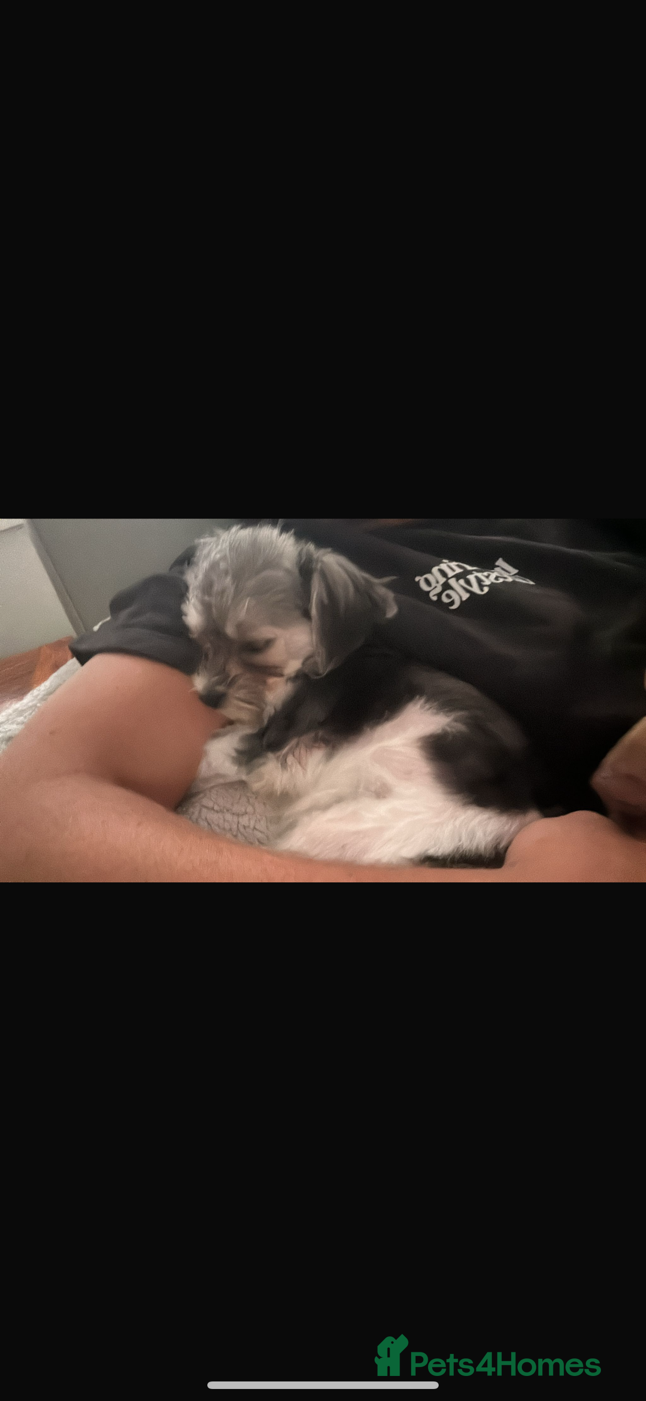 Maltipoo dogs 11 months old Asian Maltipoo 1.2kg - Advert 12