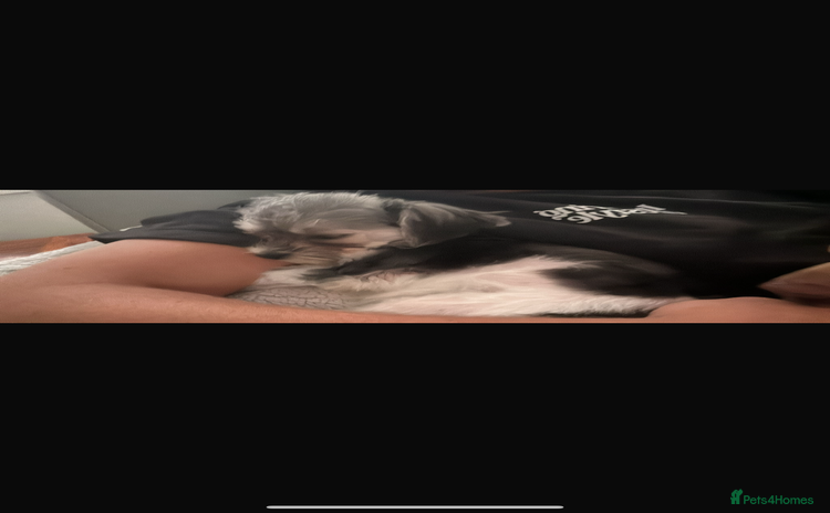 Maltipoo dogs 11 months old Asian Maltipoo 1.2 - Advert 3