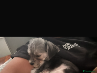 Maltipoo dogs 11 months old Asian Maltipoo 1.2 - Advert 5