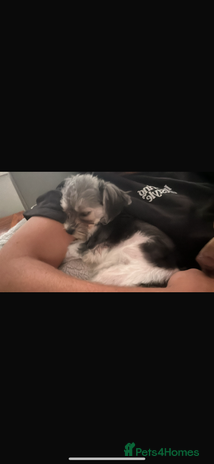 Maltipoo dogs 11 months old Asian Maltipoo 1.2 - Advert 2