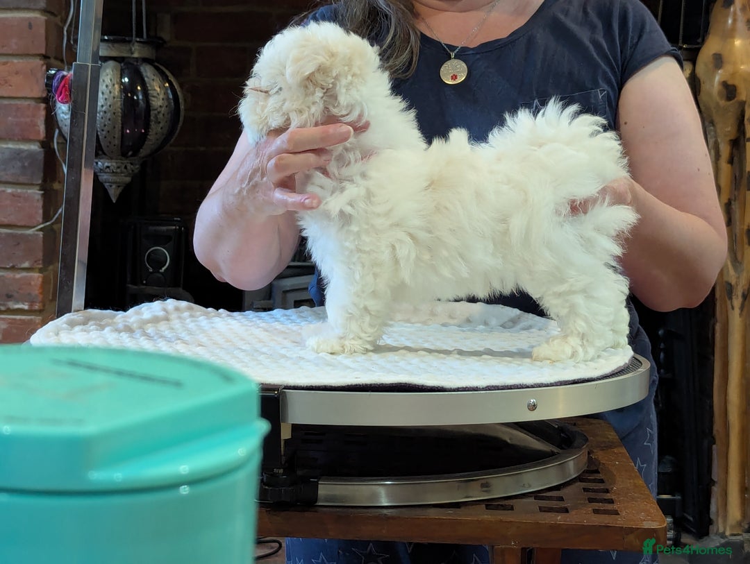 Maltese dogs for sale: Gorgeous KC pedigree Maltese puppy boy - Image 10