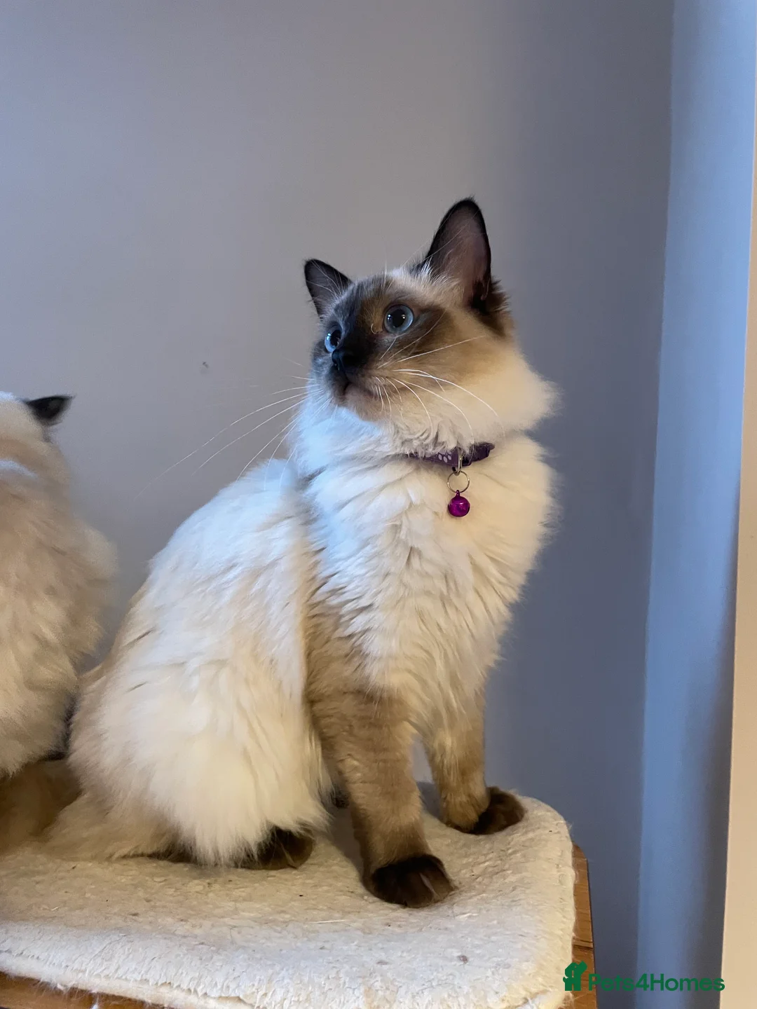 Ragdoll cats for sale: Beautiful Ragdoll boys - Advert 3