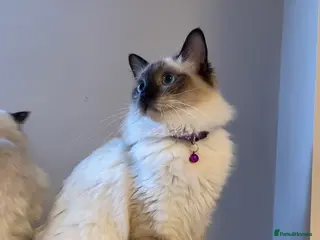 Ragdoll cats Beautiful Ragdoll boys - Advert 3