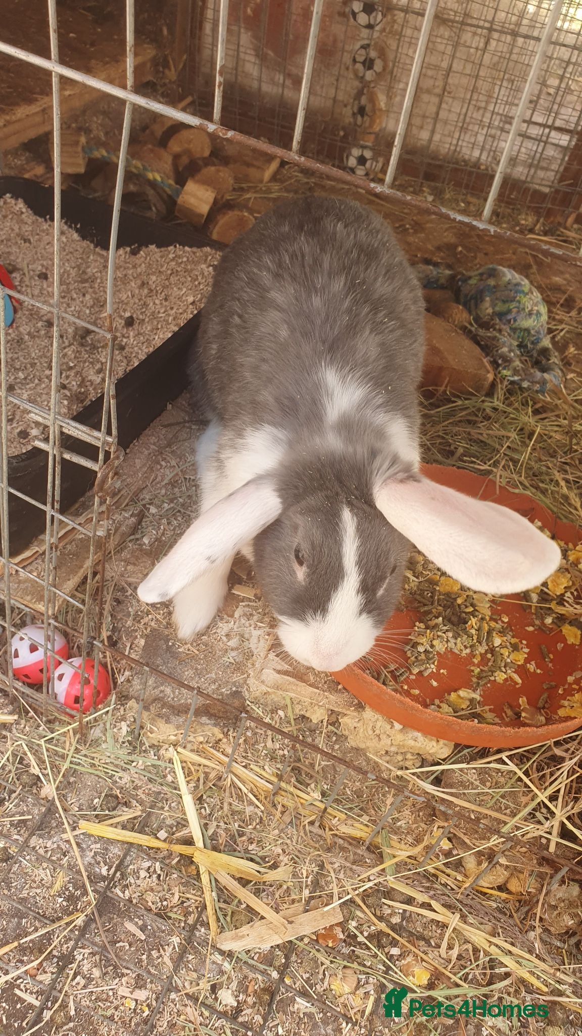 Mini Lop rabbits Mini lop mixed  - Advert 13