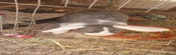 Mini Lop rabbits for sale: Mini lop mixed  - Advert 2