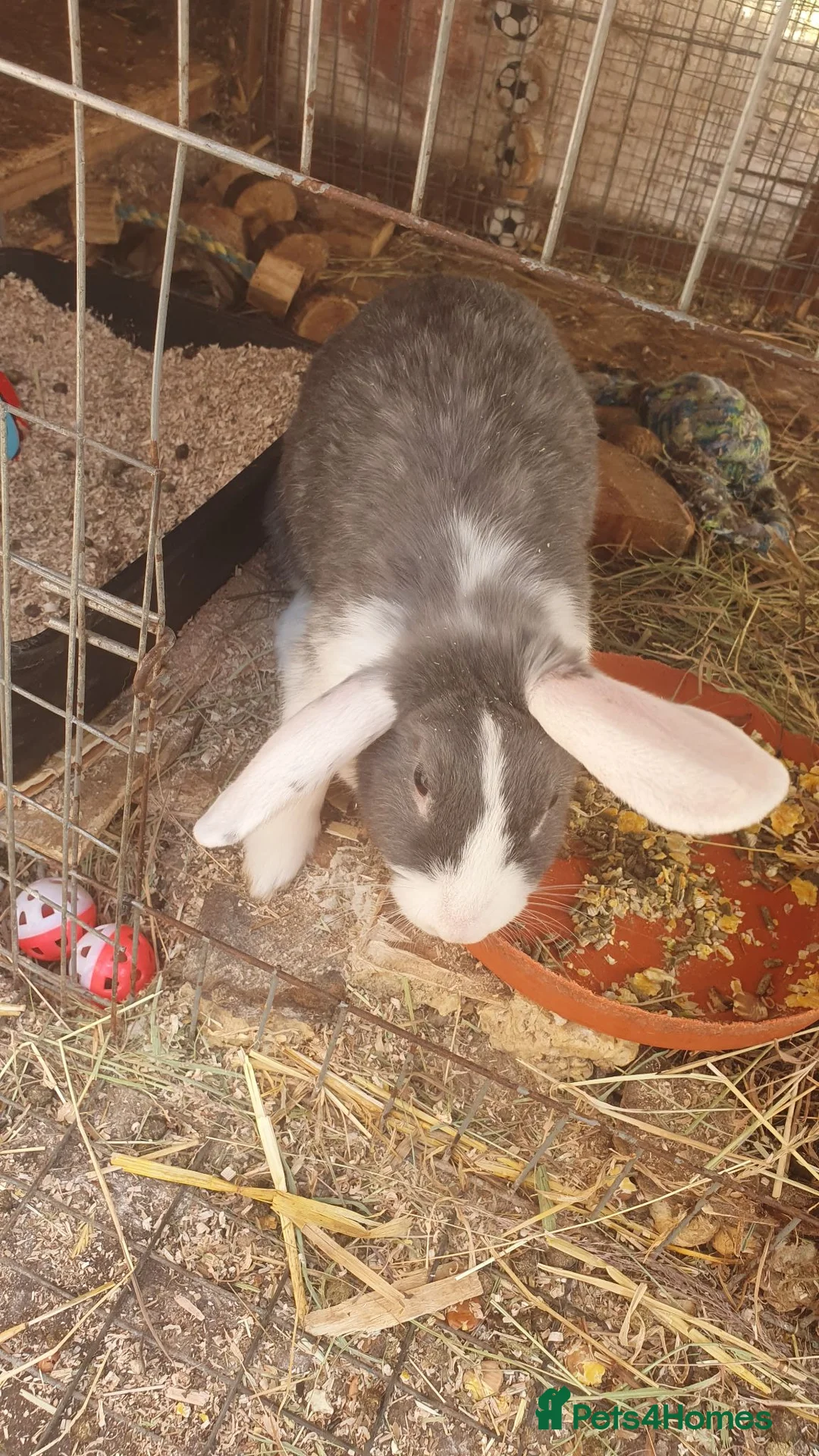 Mini Lop rabbits for sale: Mini lop mixed  - Advert 2