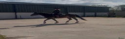 Welsh Section D horses for sale: Perfect project  - Advert 8