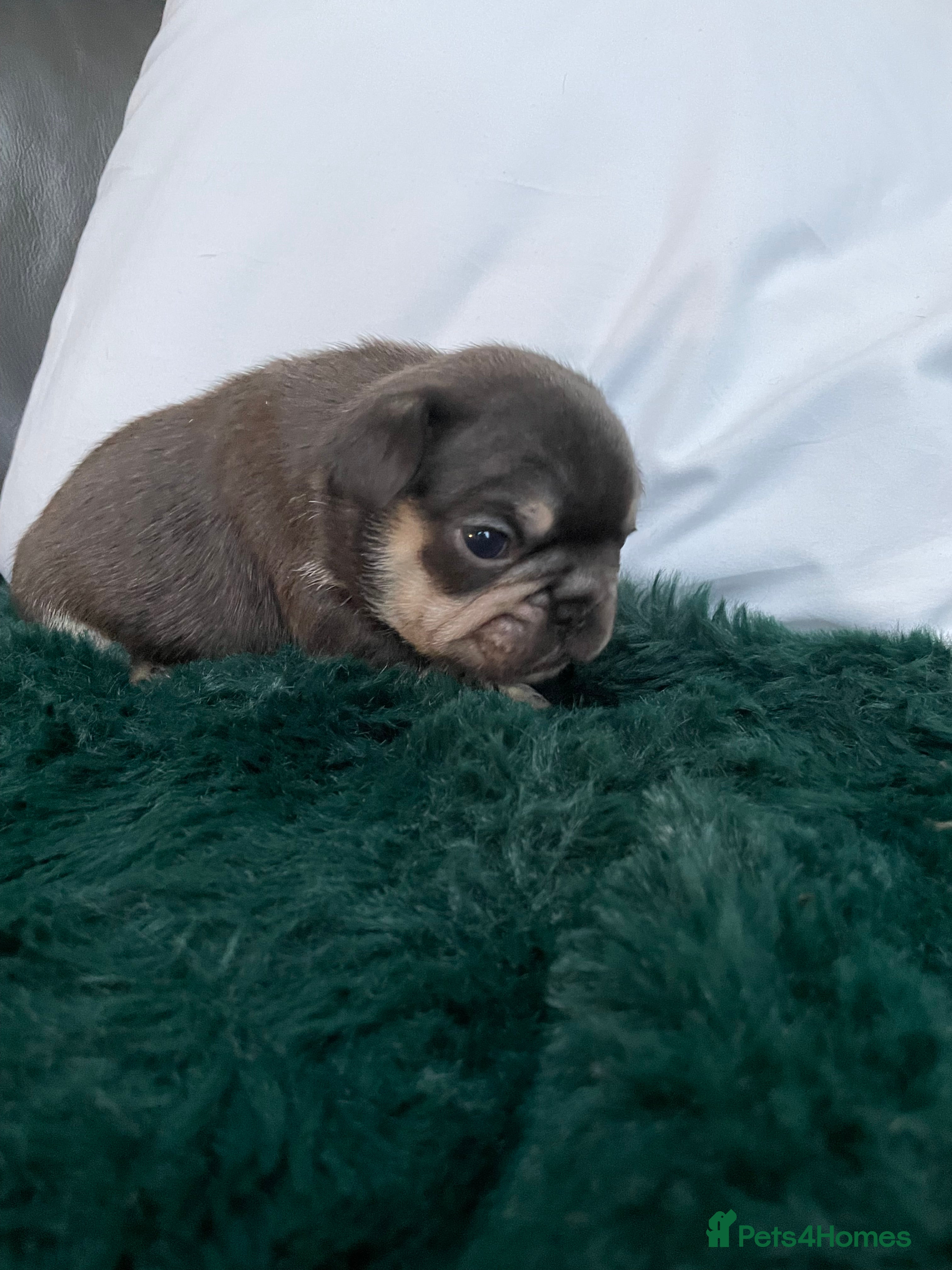 French Bulldog dogs Beautiful Merle French bulldogs  - Advert 3