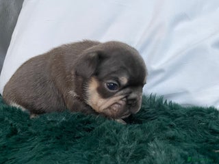 French Bulldog dogs Beautiful Merle French bulldogs - Advert 3