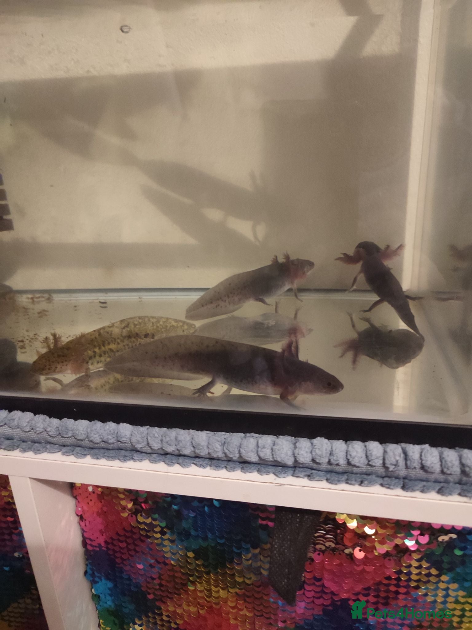 Axolotl reptiles Axolotl  - Advert 1
