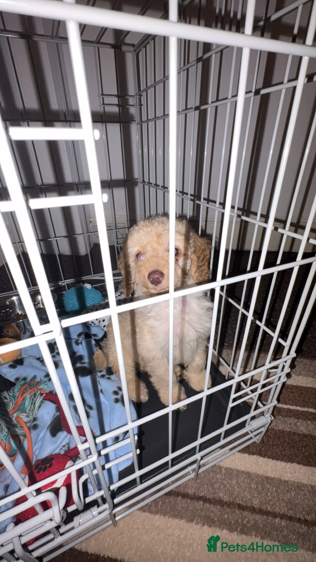 Cockapoo dogs for sale: Cockapoo - Advert 6