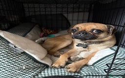 Mixed Breed dogs for sale: Jug for sale - Image 1