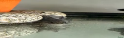 Axolotl reptiles for sale: Black Meleniod axolotls   - Advert 5
