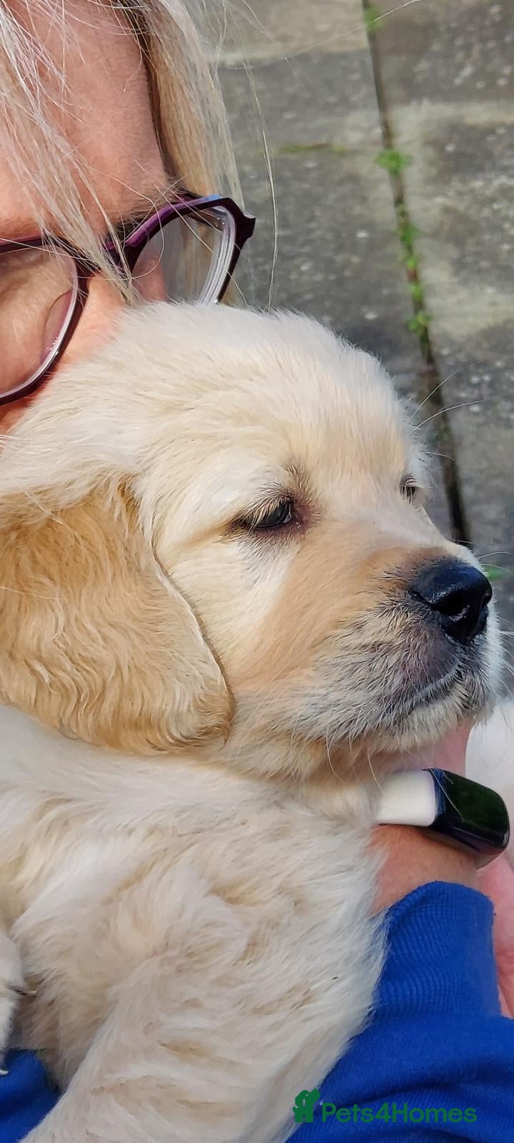 Golden Retriever dogs Golden retriever puppies - Advert 6