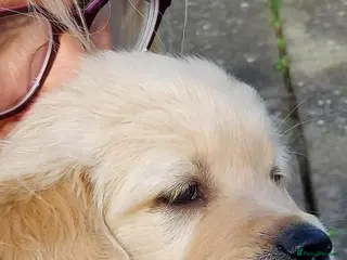 Golden Retriever dogs Golden retriever puppies - Advert 6