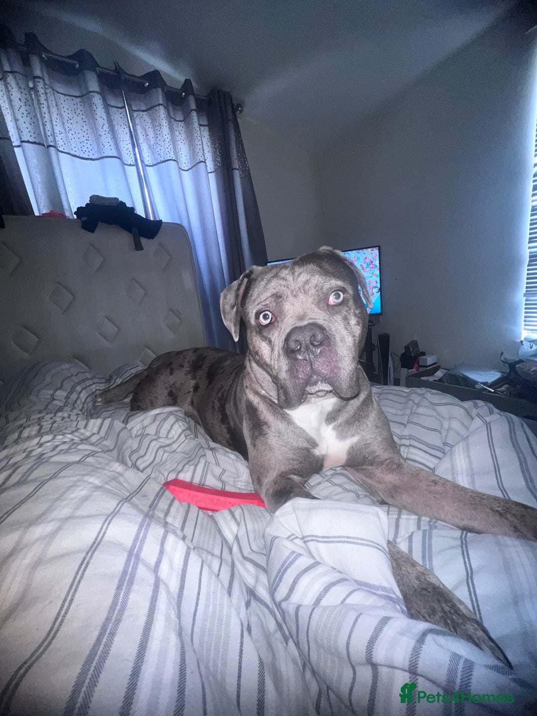 Alapaha Blue Blood Bulldog dogs for sale: Boy alapaha blue blood bulldog - Advert 1