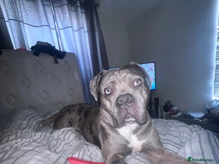 Alapaha Blue Blood Bulldog dogs Boy alapaha blue blood bulldog - Advert 1