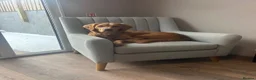 Golden Retriever dogs for sale: 3 beautiful golden retrievers for sale  - Advert 22