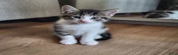 Mixed Breed cats for sale: Stunning bi-colour kittens in Ipswich - Advert 5