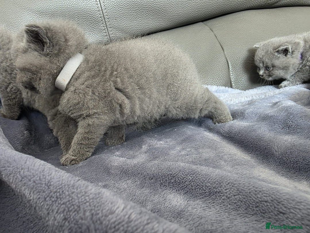 British Shorthair cats for sale: British blue shorthair kittens  - Image 9