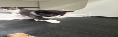 DJ