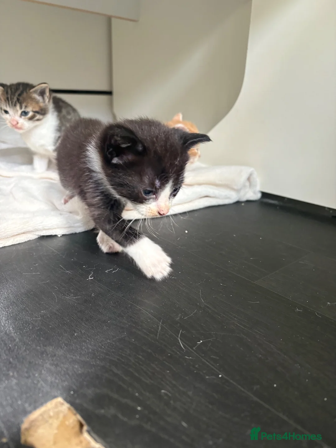 Mixed Breed cats for sale: Mixed breed kittens - Advert 4