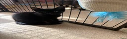 Mixed Breed cats for sale: Kittens for sale - Advert 5