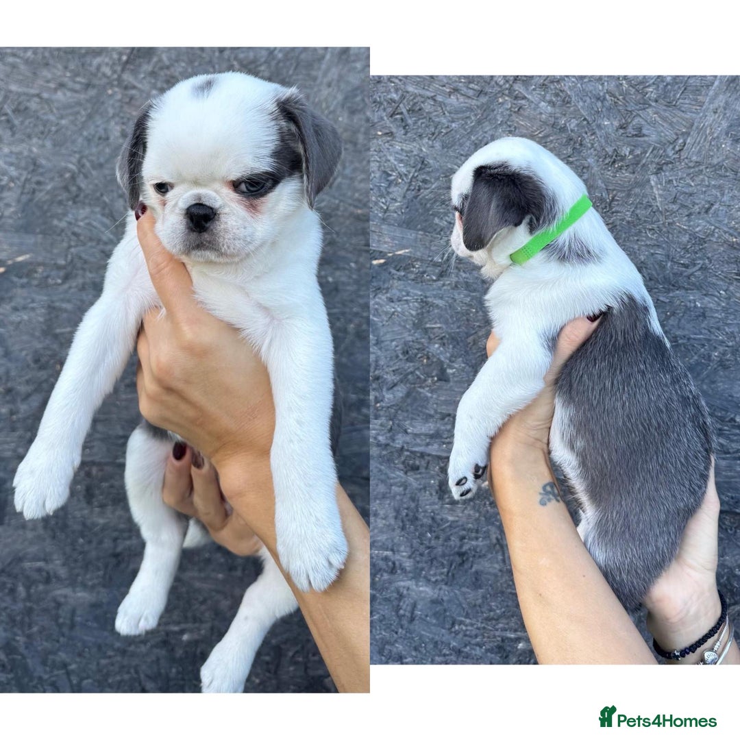 Pug dogs for sale: Beautiful exotic KC registered Pug puppies - Image 17