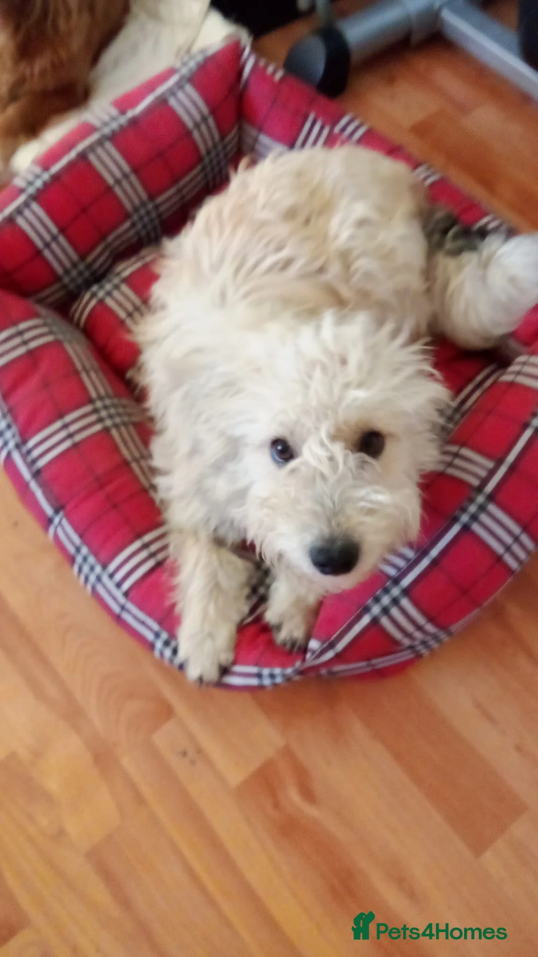 Mixed Breed dogs for adoption: ❄️SNOW-DROP❄️ - a gentle soul with a hopeful heart - Advert 4
