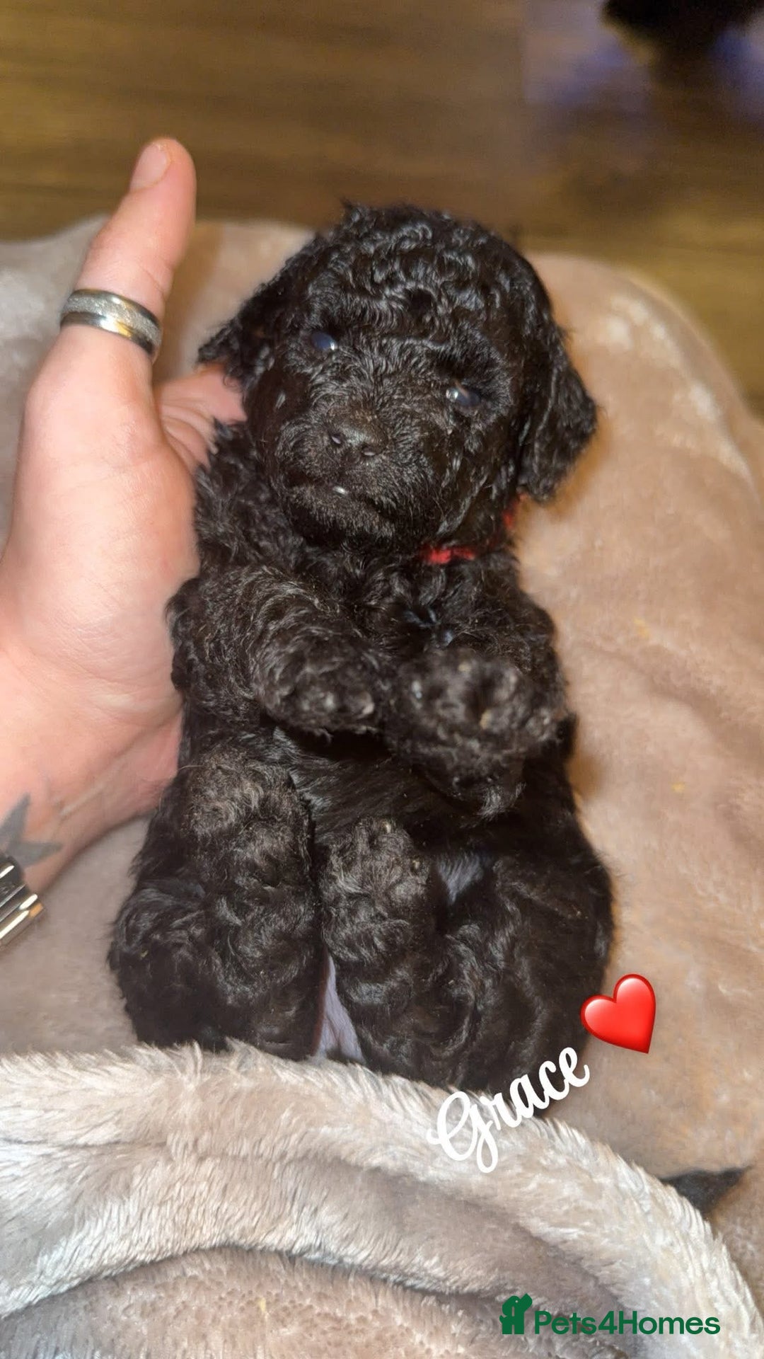 Toy Poodle dogs for sale: 5 generation championship pedigree toy poodle pups - Advert 6