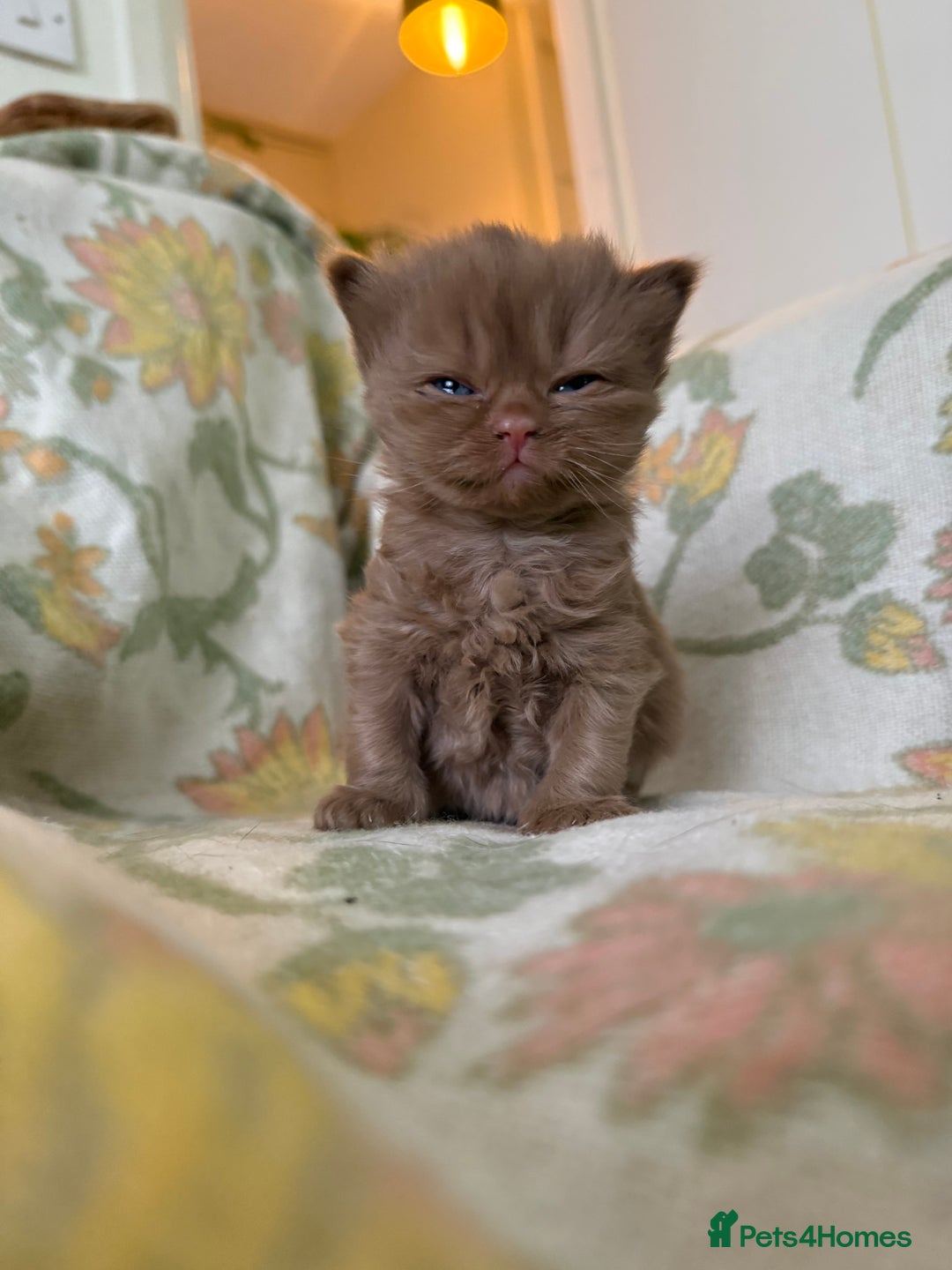 British Shorthair cats for sale: Beautiful GCCF and TICA reg British Shorthair  - Advert 15