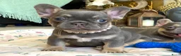 French Bulldog dogs for sale: 2 LEFT!! TOP QUALITY FRENCH BULLDOG PUPPIES - Advert 28